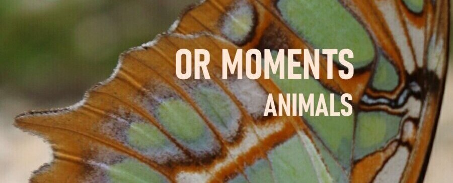 OR Animals