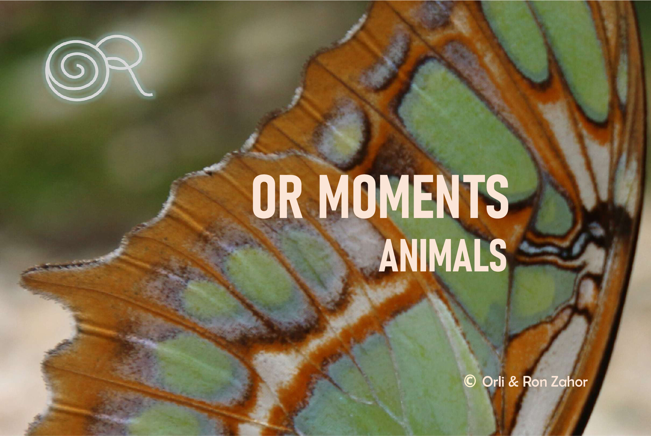 OR Moments Animals