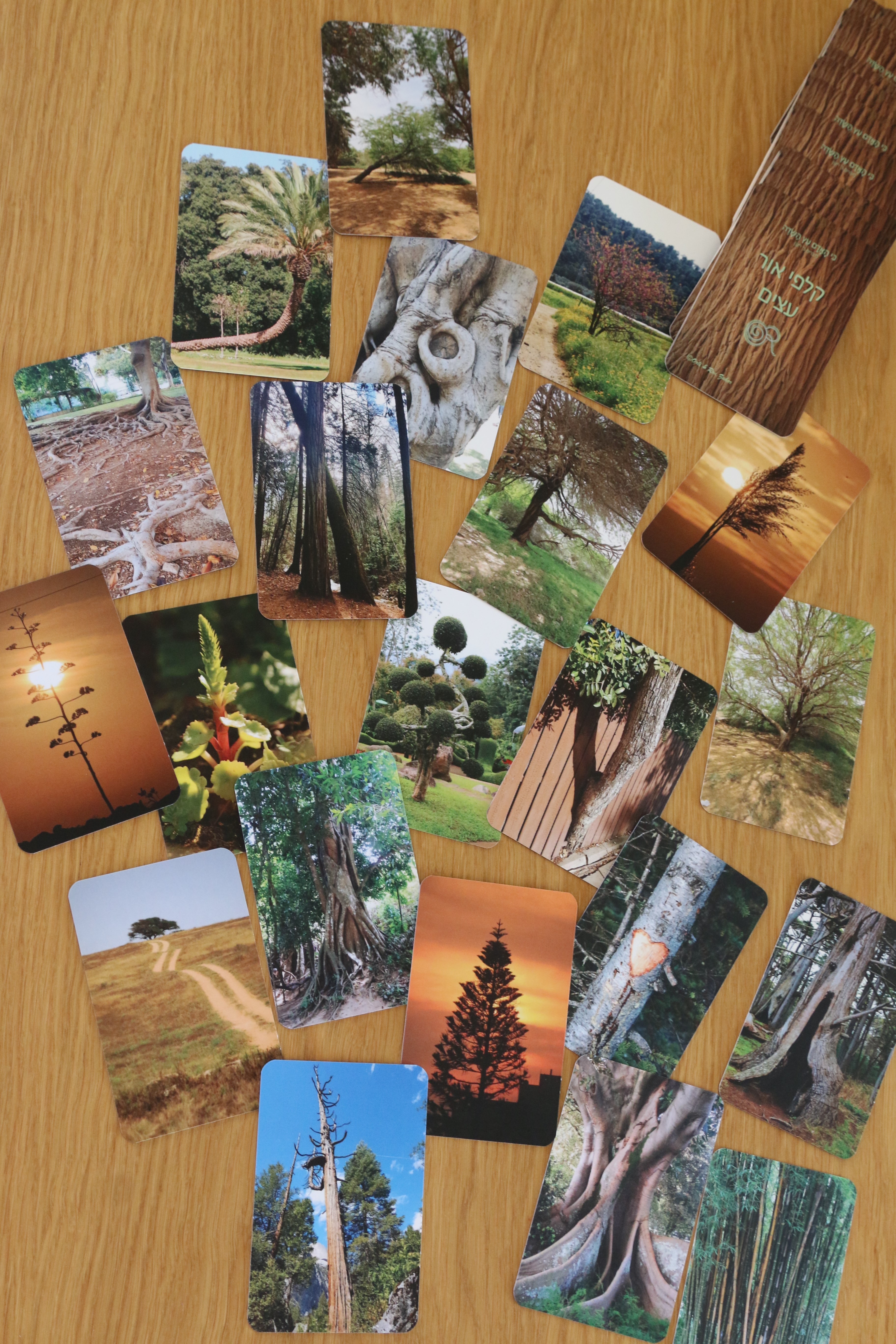 קלפי OR Moments Trees